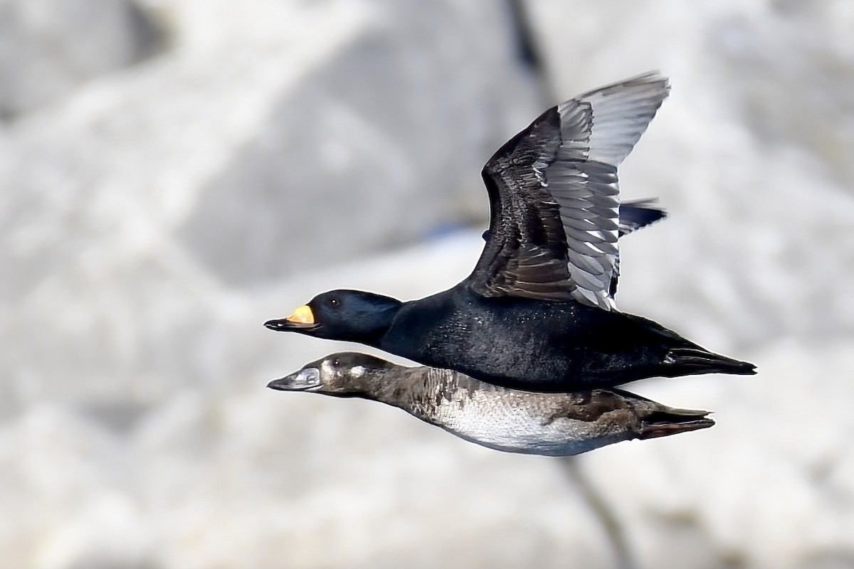 Black Scoter - ML303967391