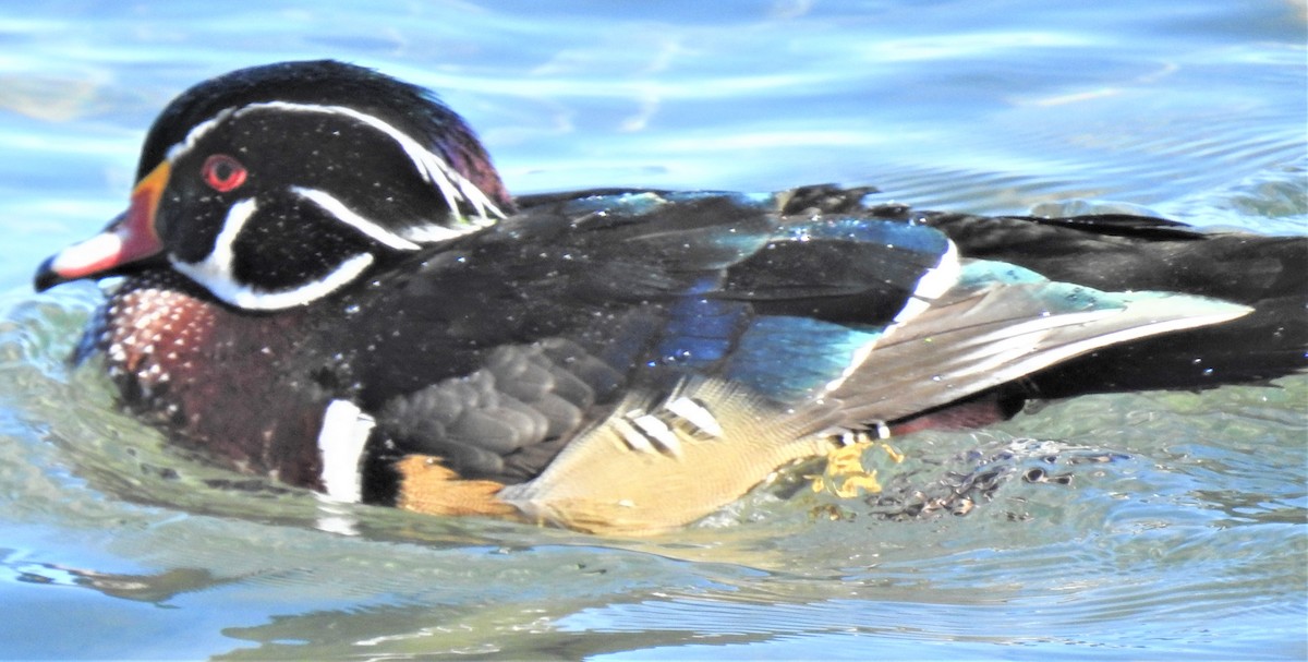 Wood Duck - ML303971531