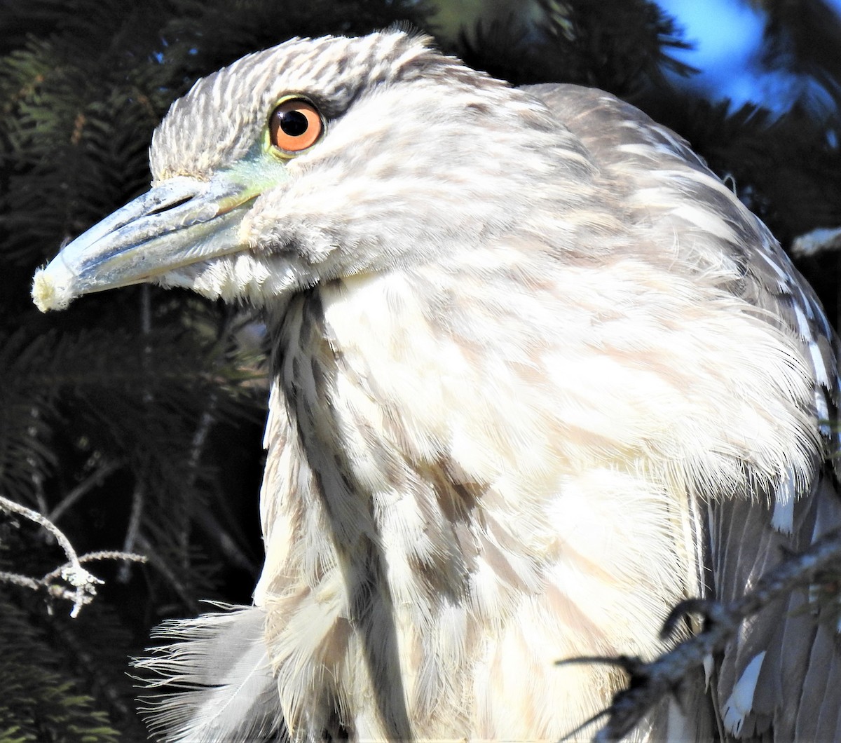 Black-crowned Night Heron - ML303971781