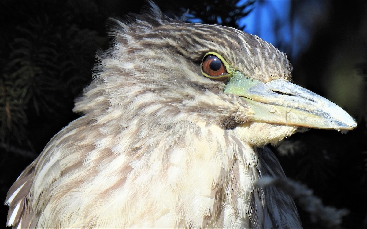 Black-crowned Night Heron - ML303971801