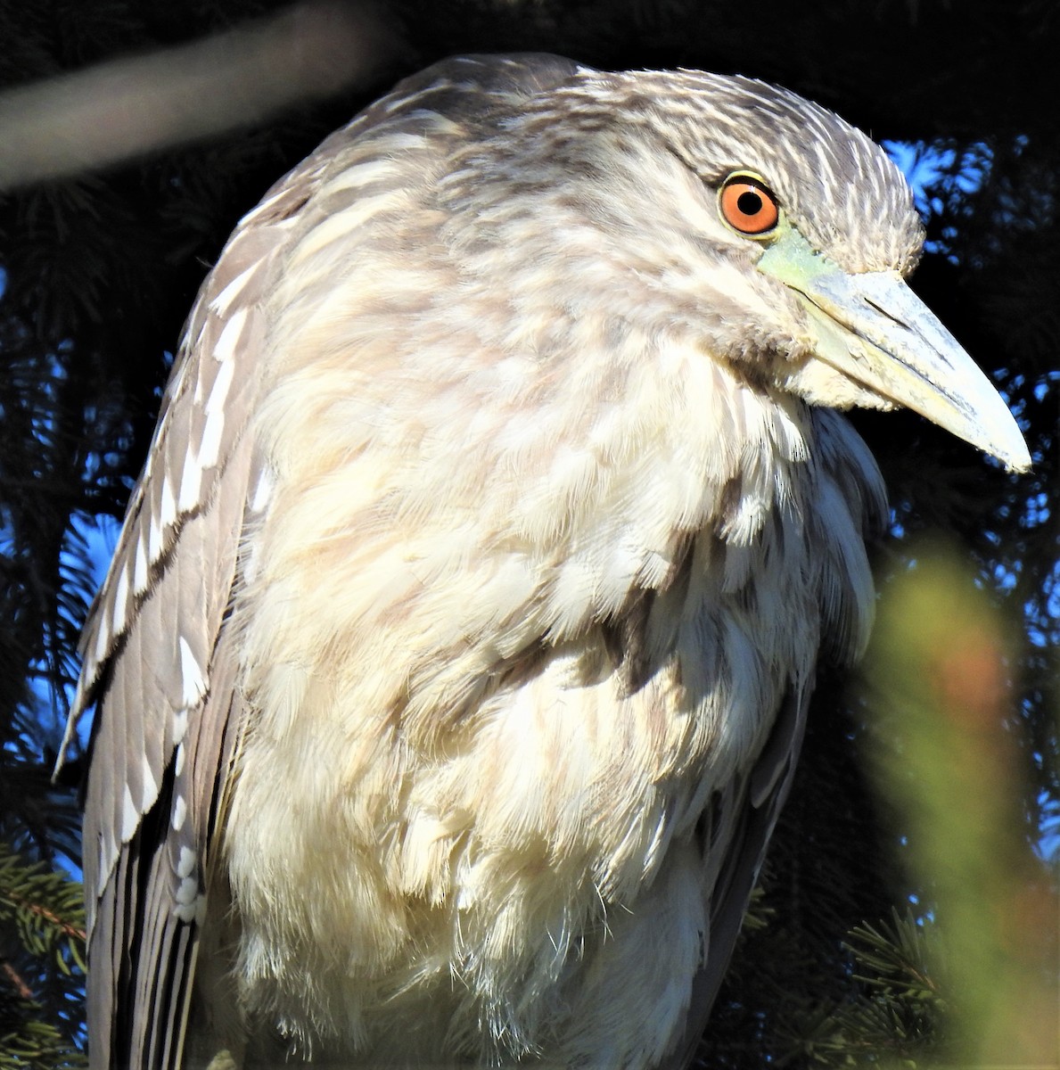 Black-crowned Night Heron - ML303971811