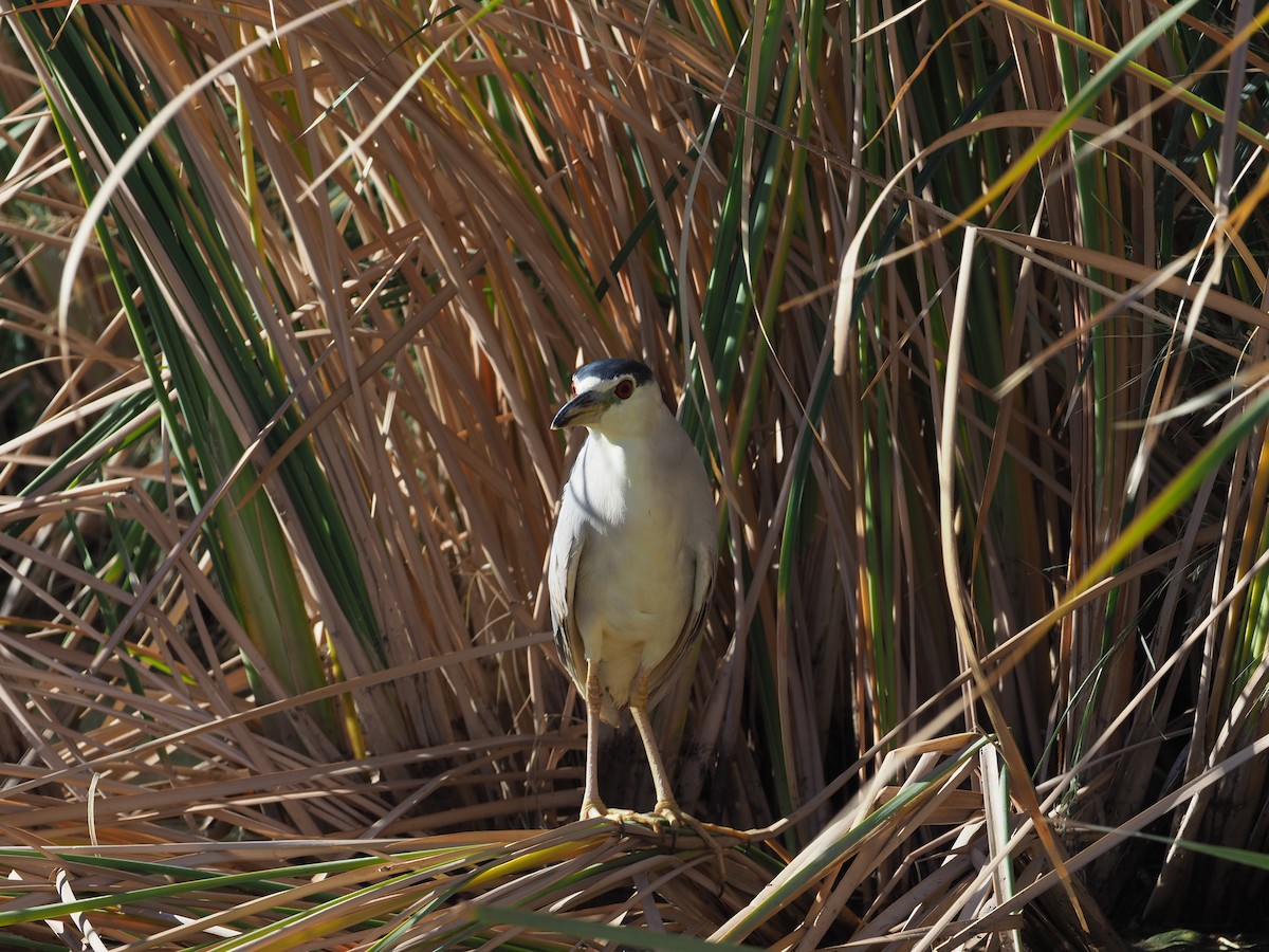 Black-crowned Night Heron - ML303971891