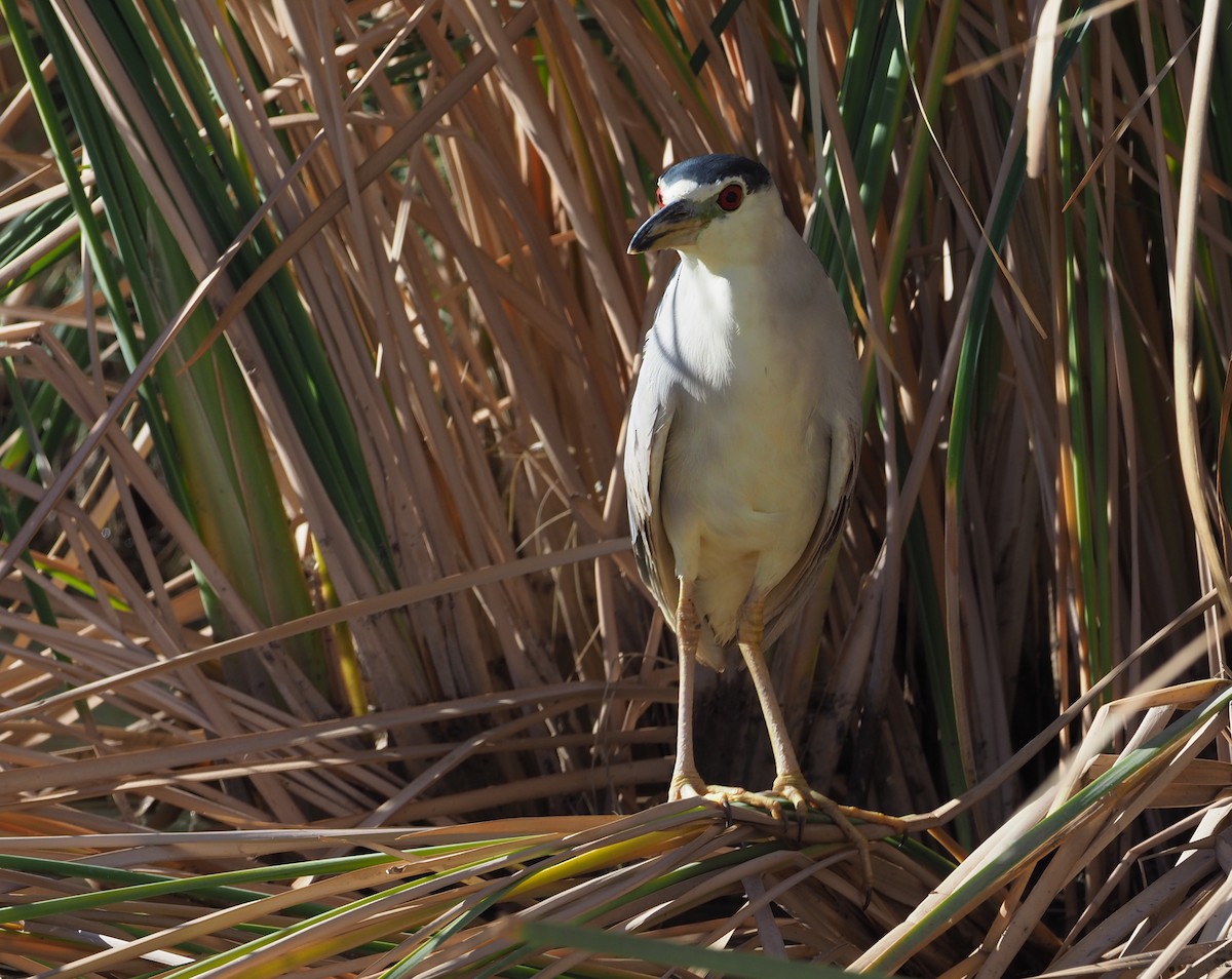 Black-crowned Night Heron - ML303971941