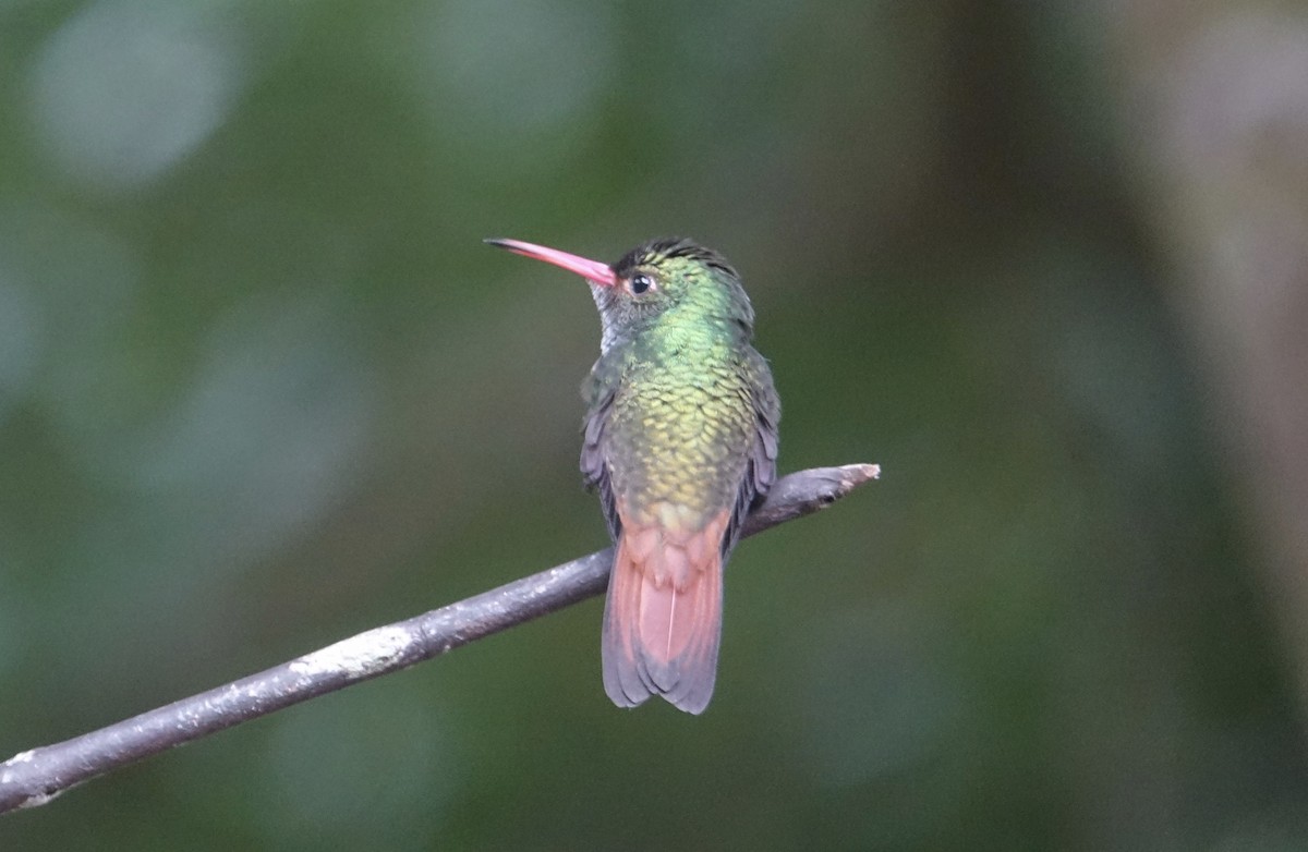 Rufous-tailed Hummingbird - Howie Nielsen