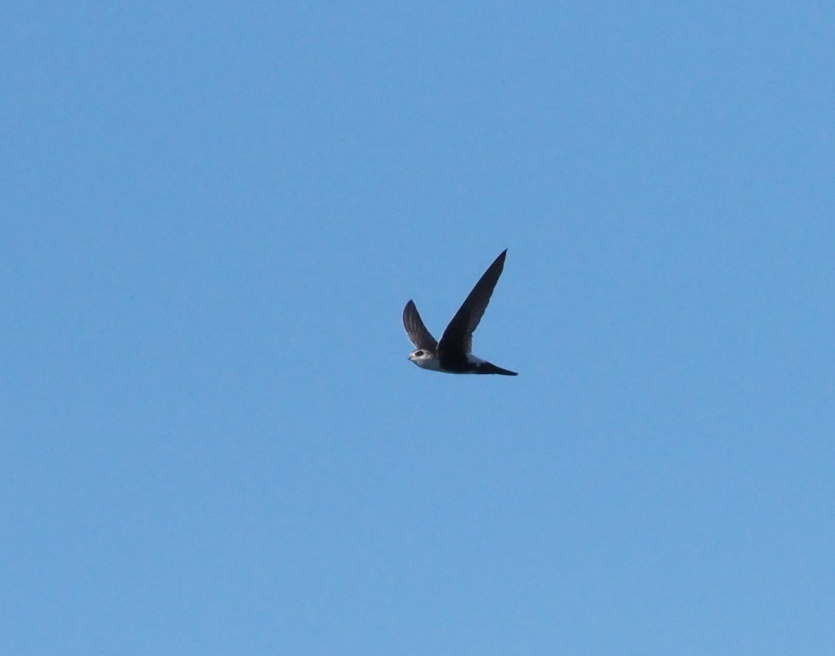 White-throated Swift - Stephan Lorenz