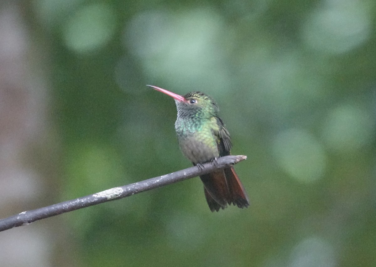 Rufous-tailed Hummingbird - Howie Nielsen