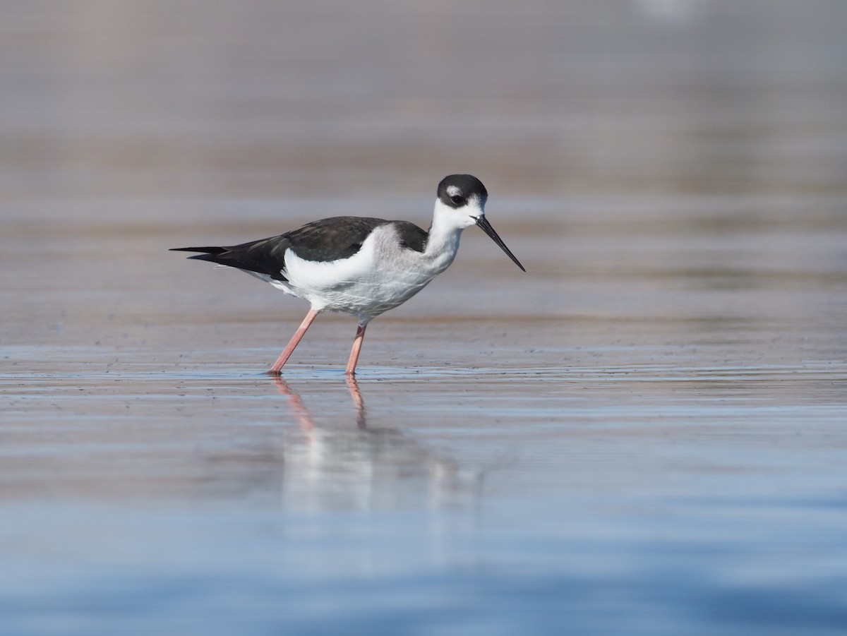 Black-necked Stilt - Stephan Lorenz