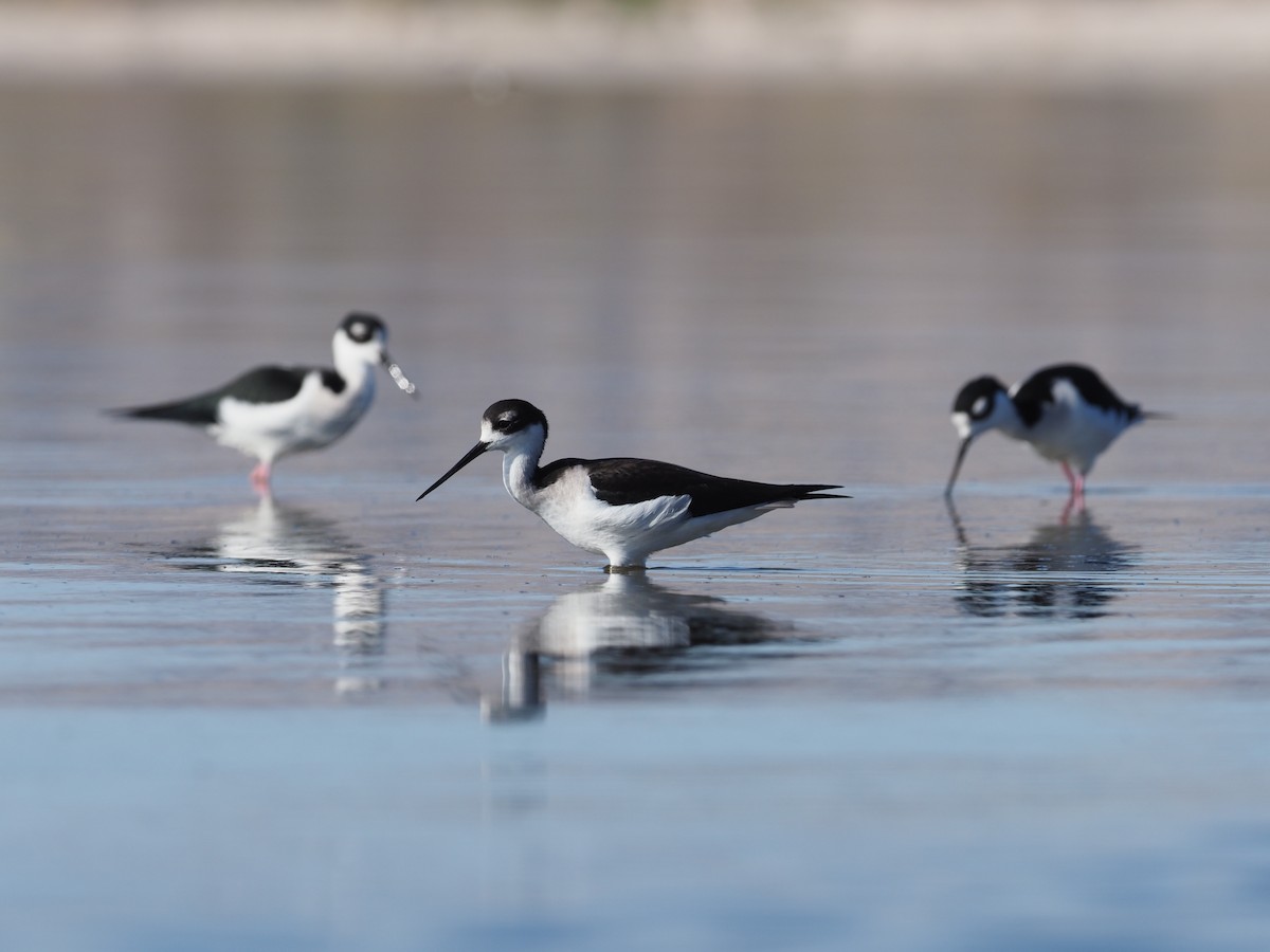 Black-necked Stilt - Stephan Lorenz