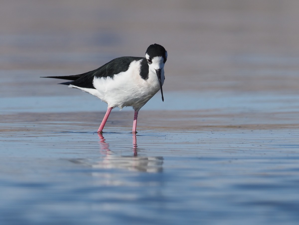 Black-necked Stilt - Stephan Lorenz