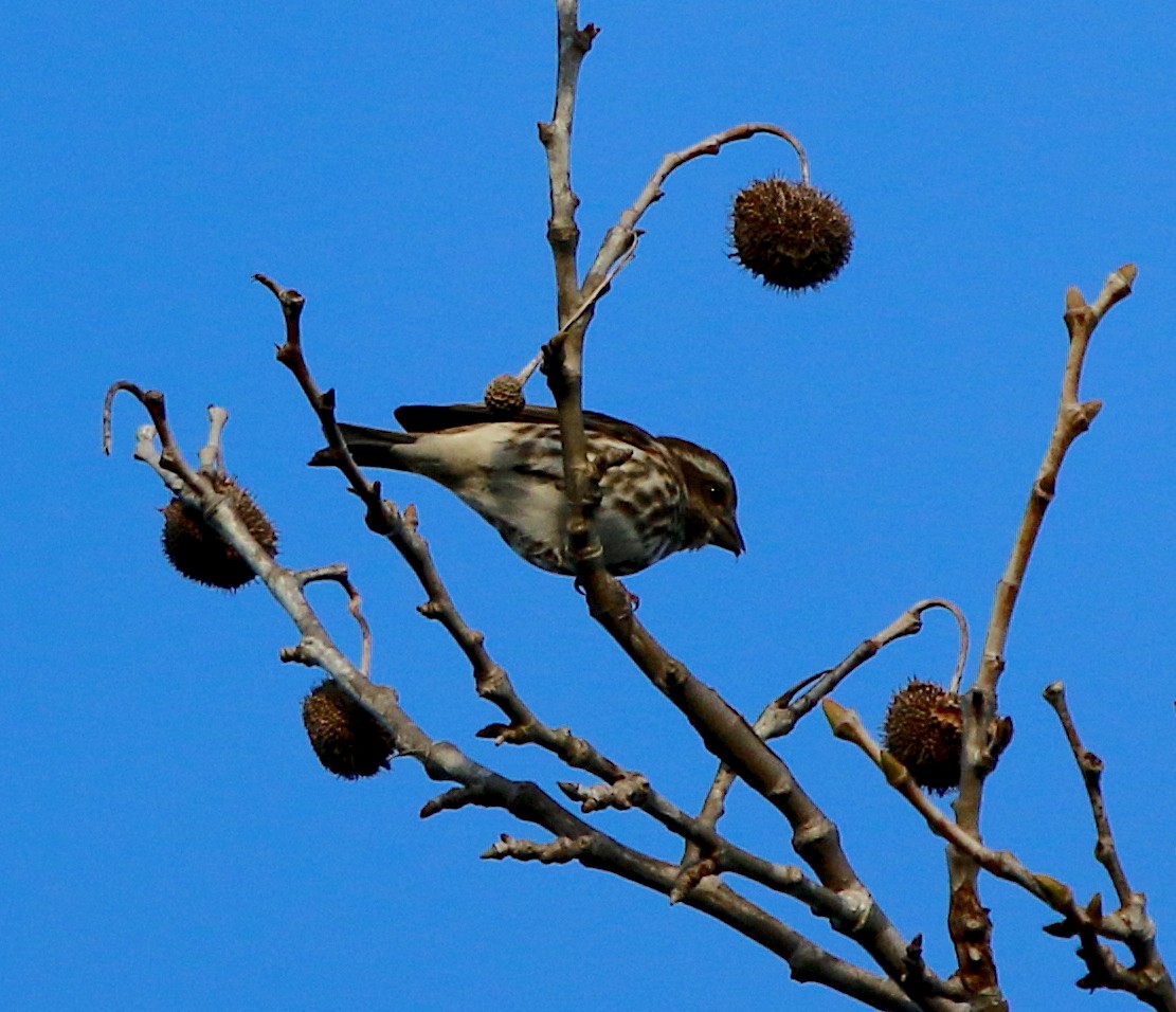 Purple Finch - ML303974421