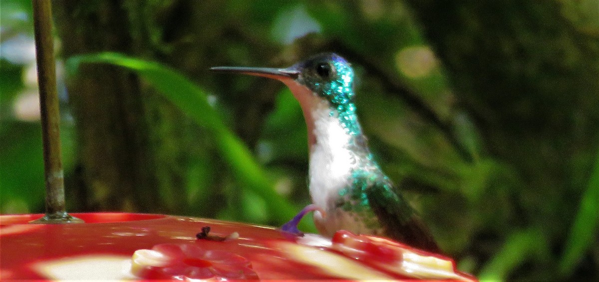 Long-tailed Sylph - ML303974851