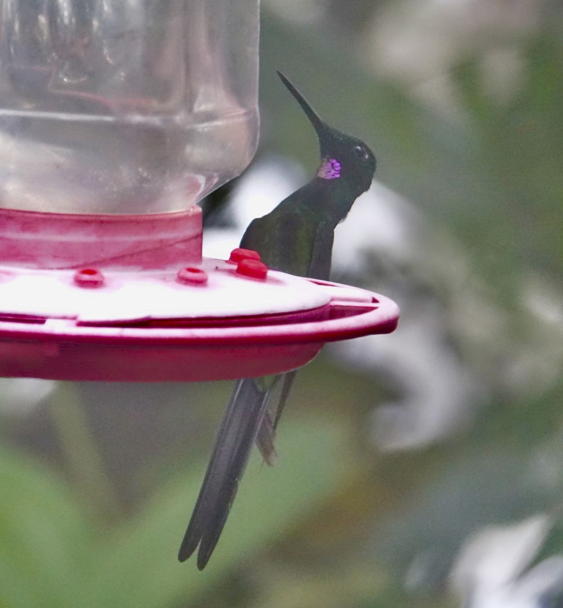kolibřík císařský - ML303975151