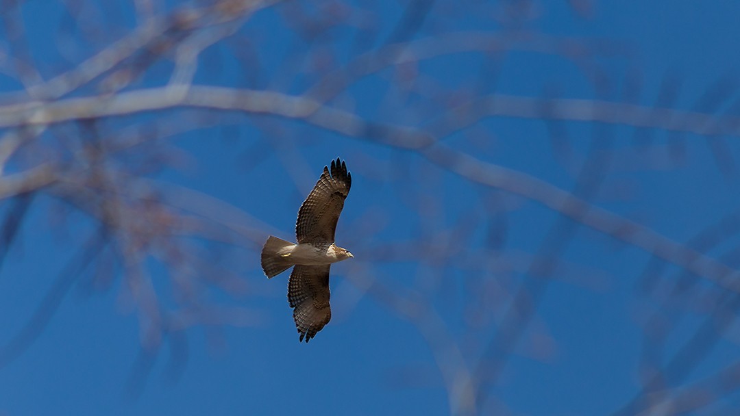 Red-tailed Hawk - ML303975541