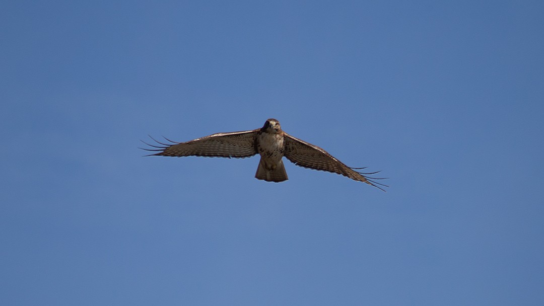 Red-tailed Hawk - ML303975561