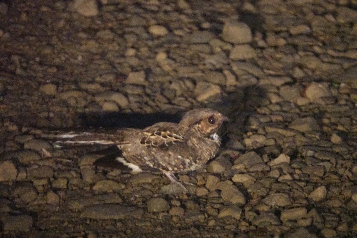 Band-winged Nightjar - ML303976251