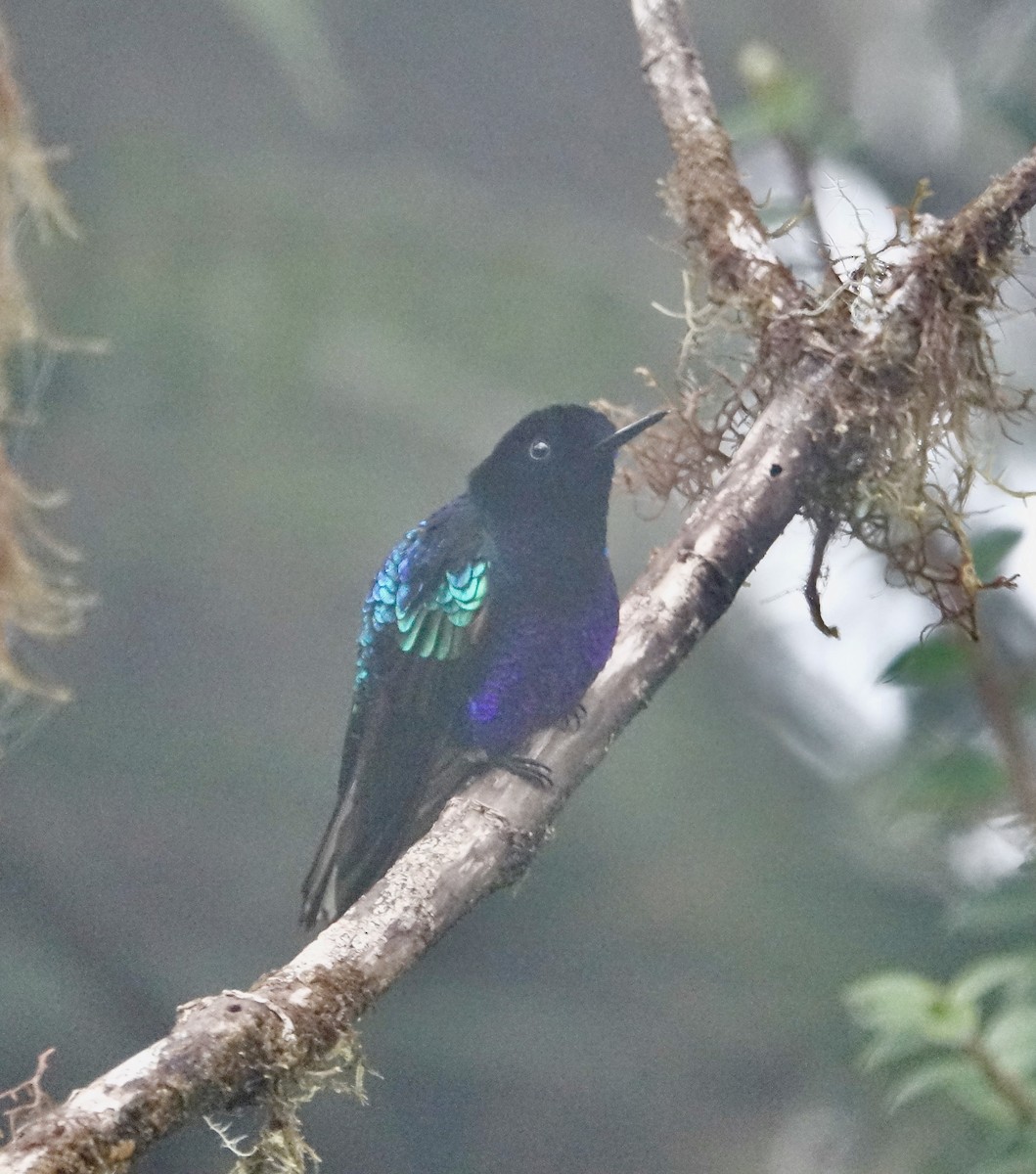kolibřík hyacintový - ML303976941