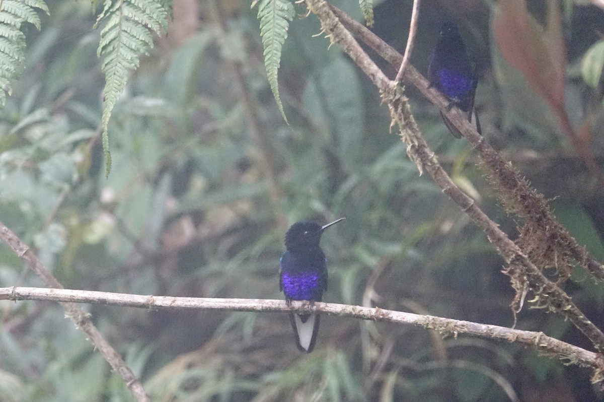 kolibřík hyacintový - ML303976951