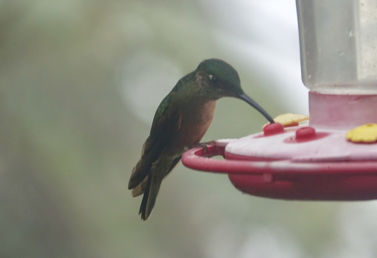 kolibřík hnědobřichý - ML303977251