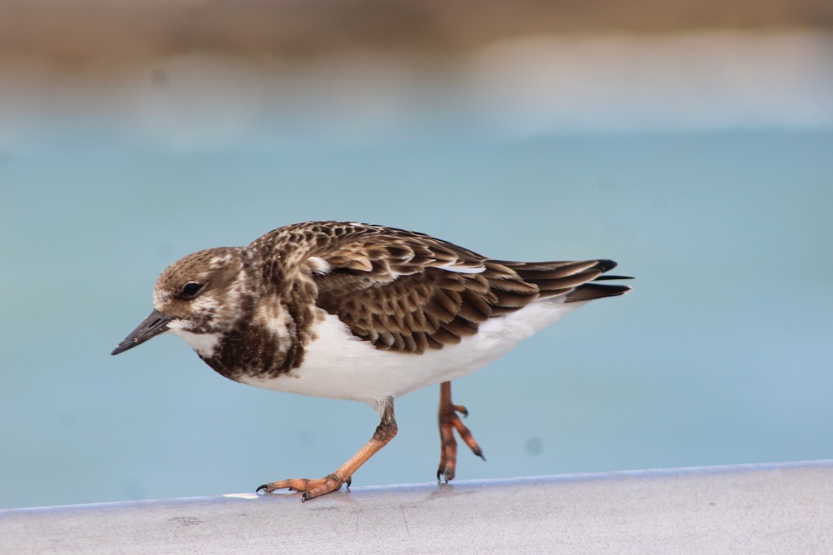 Ruddy Turnstone - Jessica Majors