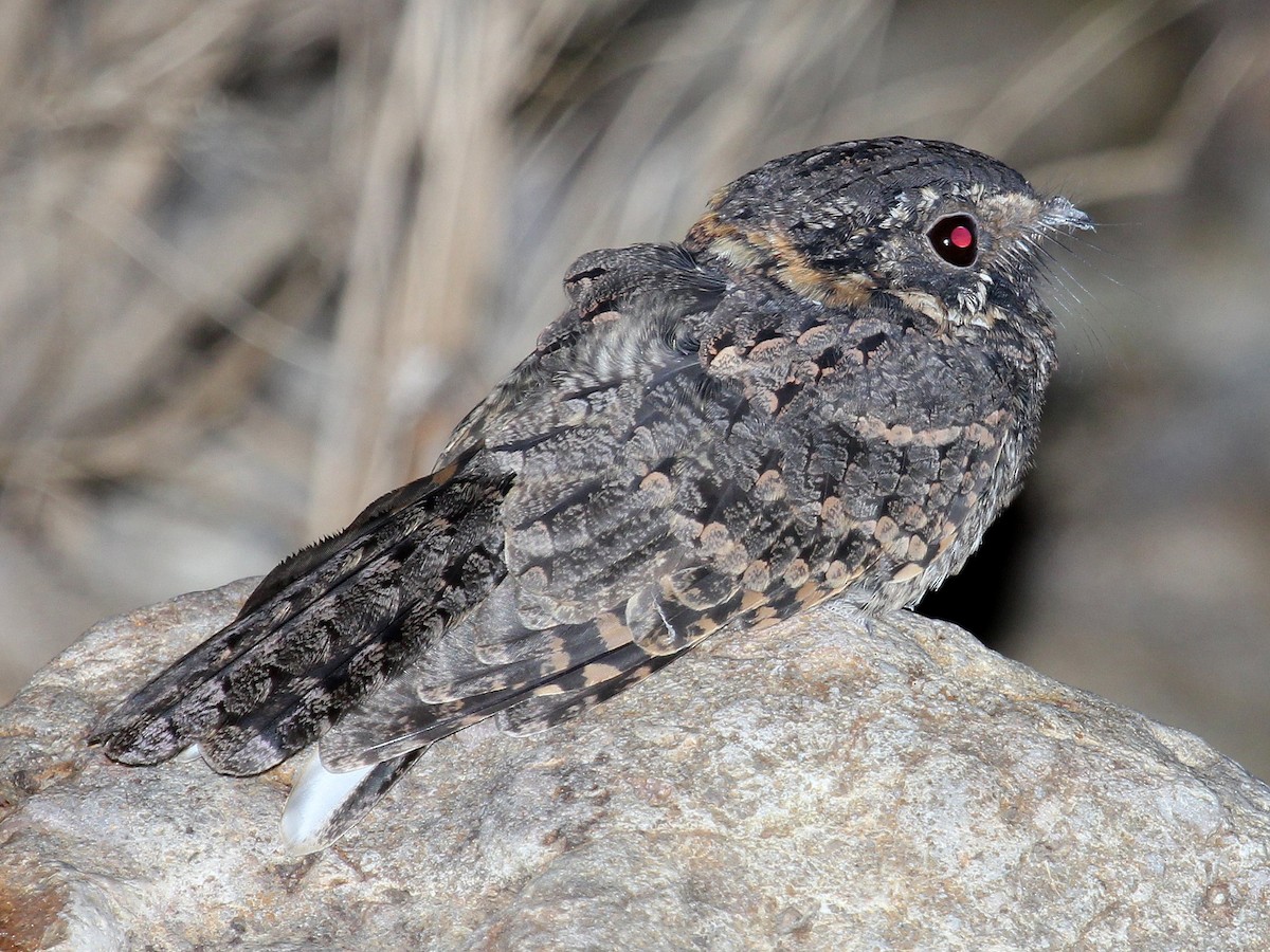 Photos - Buff-collared Nightjar - Antrostomus ridgwayi - Birds of