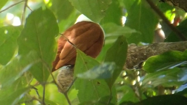 Three-wattled Bellbird - ML303980111