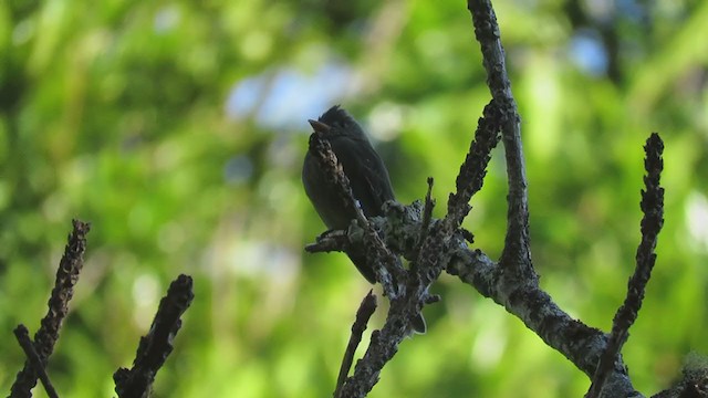 Dark Pewee - ML303981431