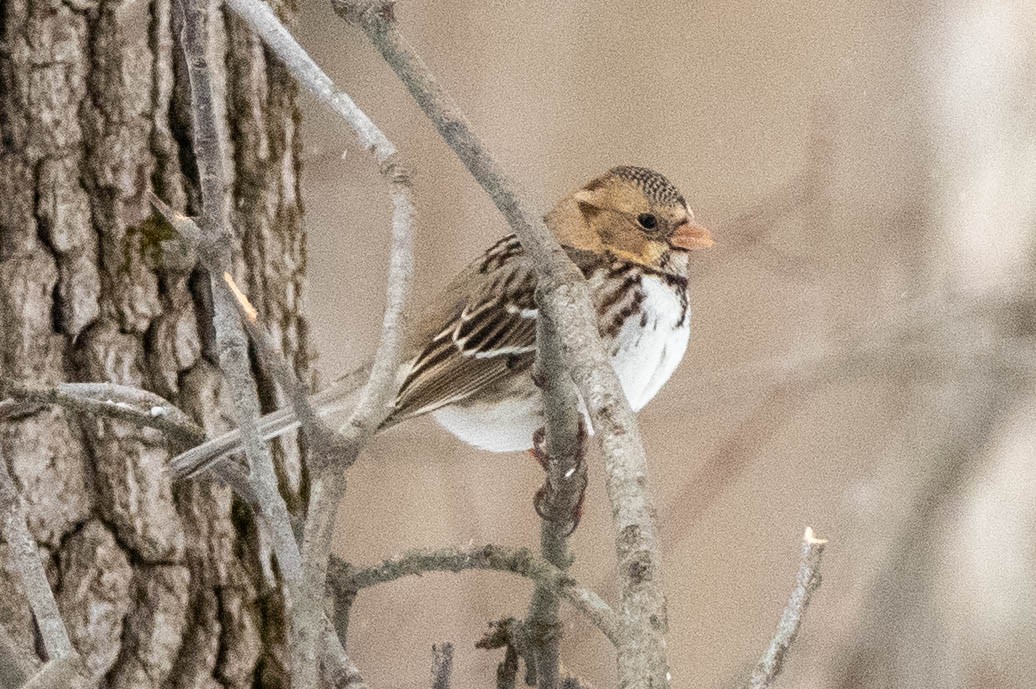 Harris's Sparrow - ML303982291