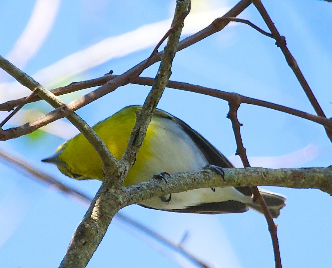 Yellow-throated Vireo - ML30398291