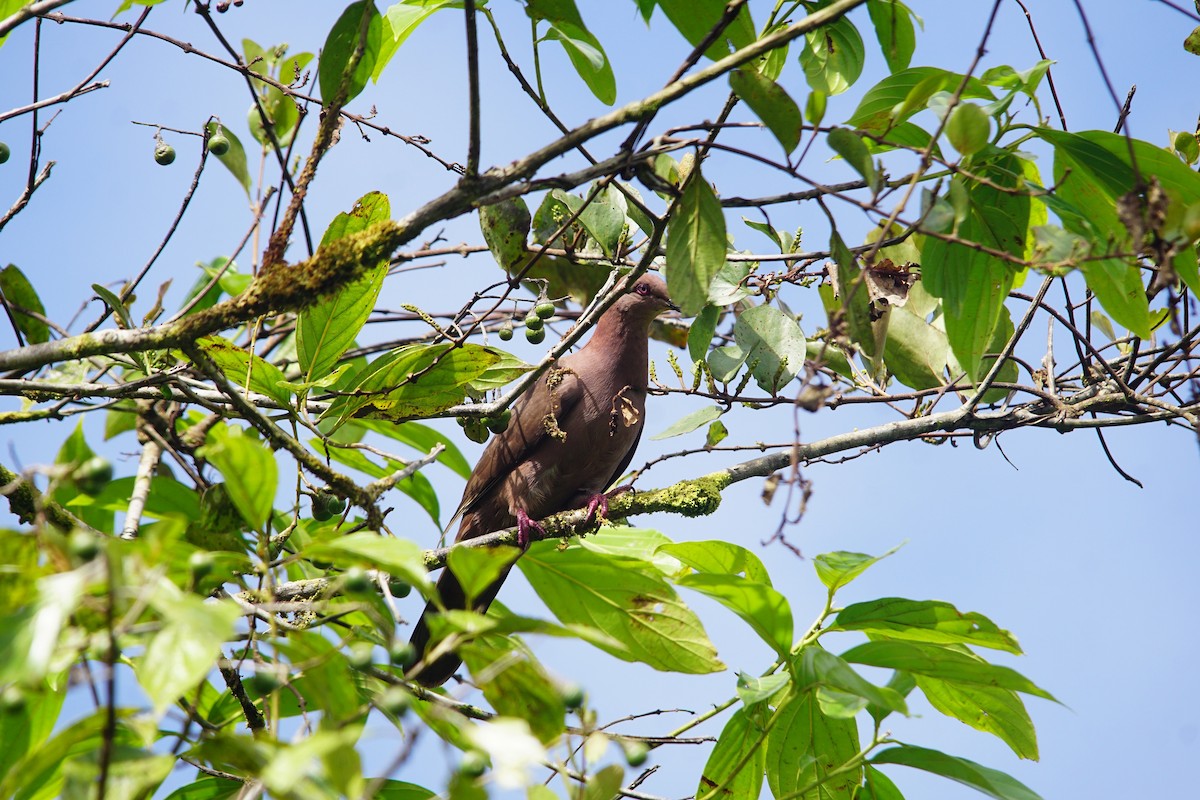 Ruddy Pigeon - ML303984941