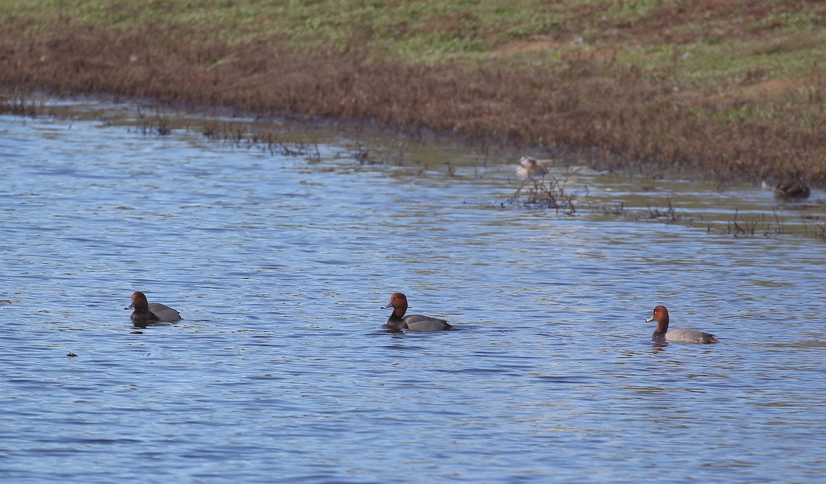 Redhead - ML303987731