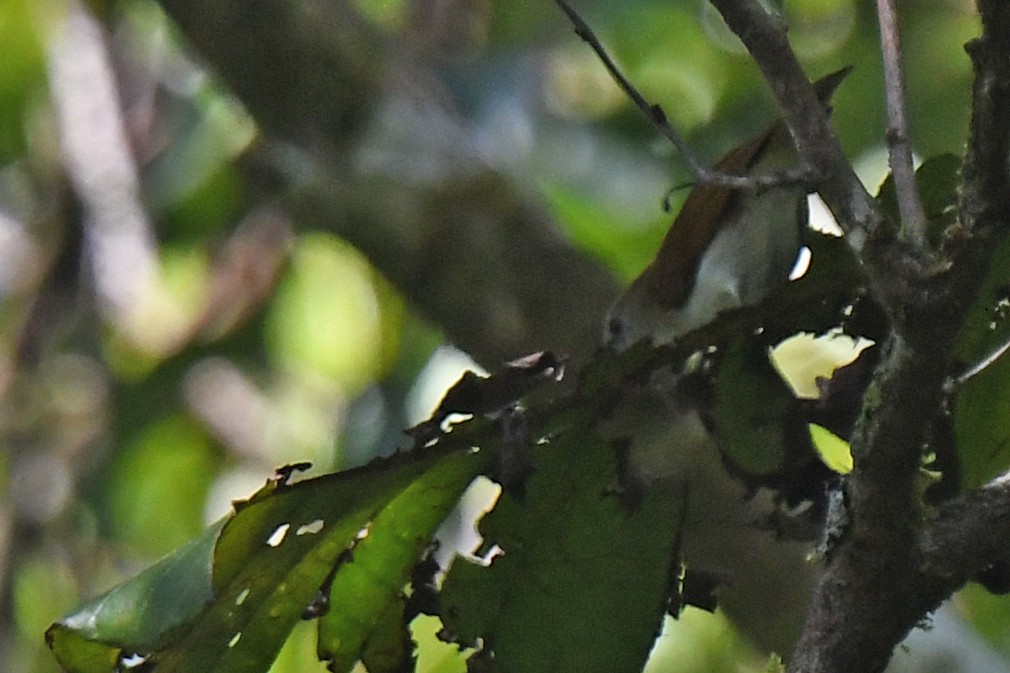 Rufescent White-eye - ML303988051