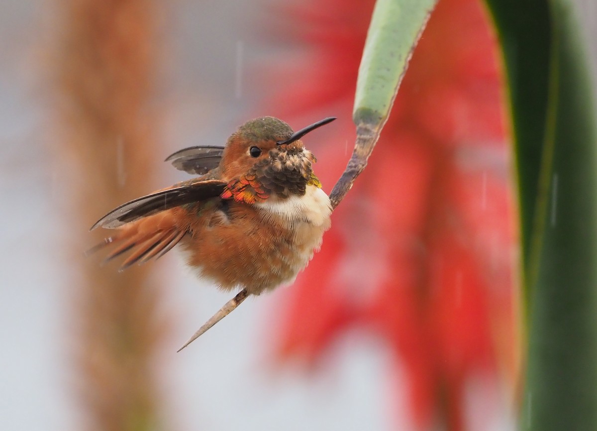 Allen's Hummingbird - Stephan Lorenz