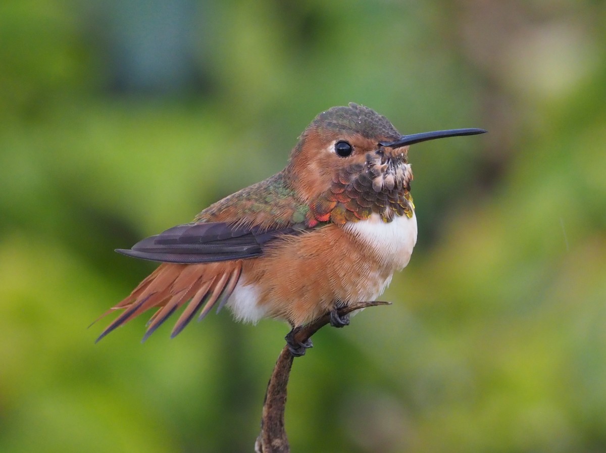 Allen's Hummingbird - Stephan Lorenz