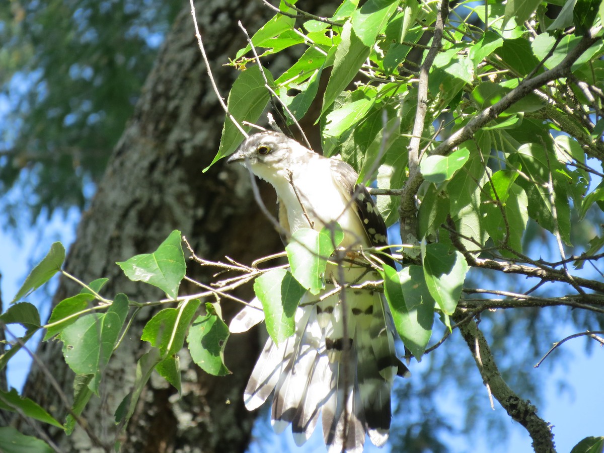 Thick-billed Cuckoo - ML30398911