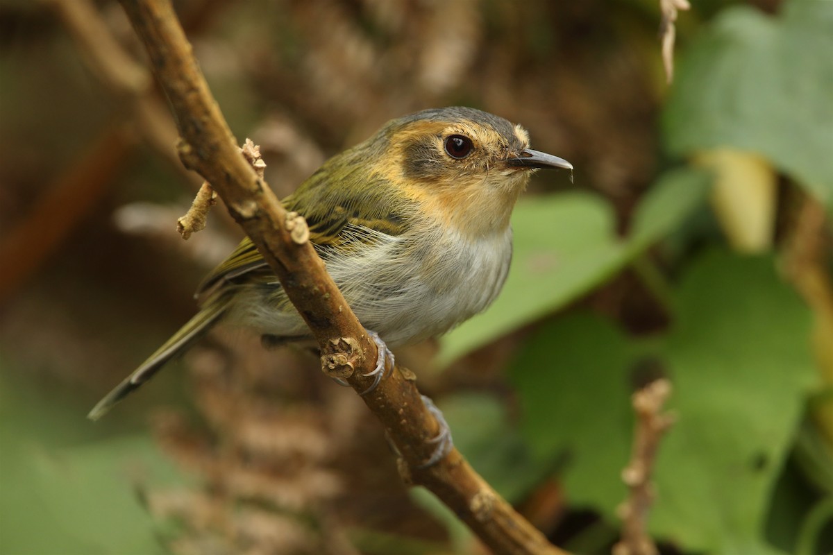 Ochre-faced Tody-Flycatcher - ML303989191