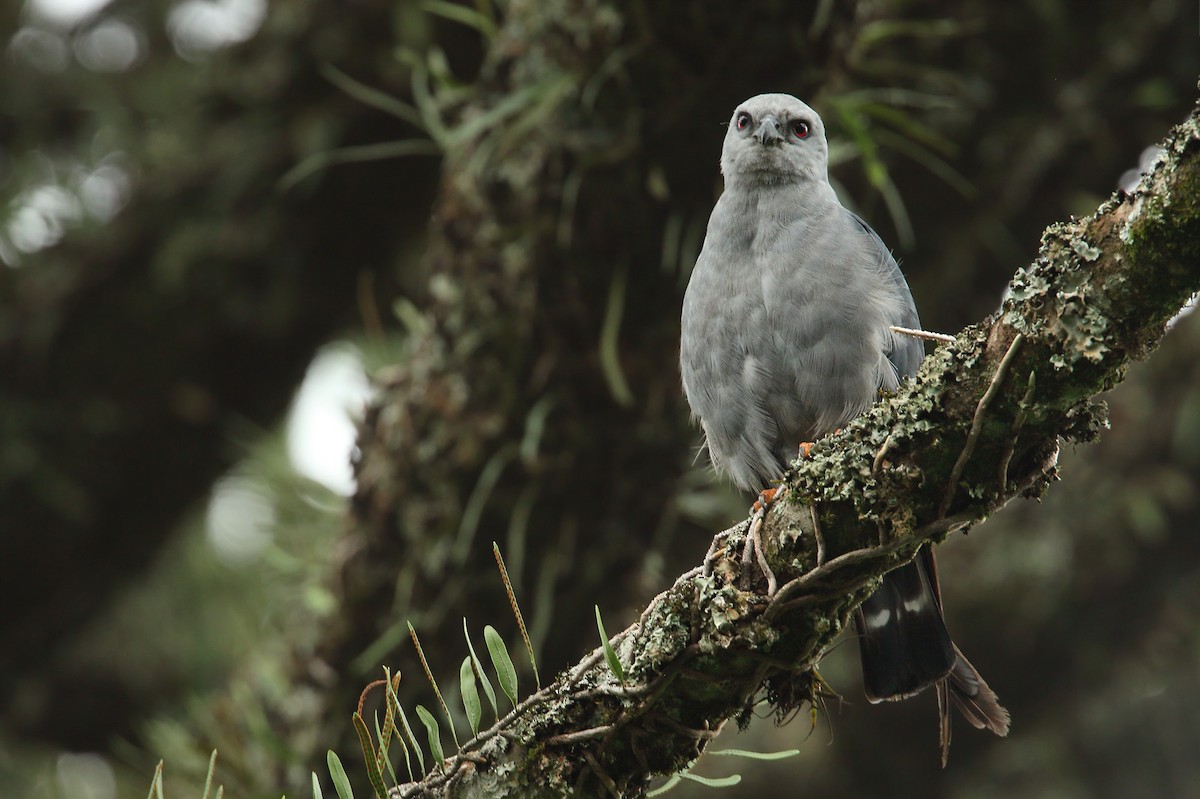 Plumbeous Kite - ML303989311