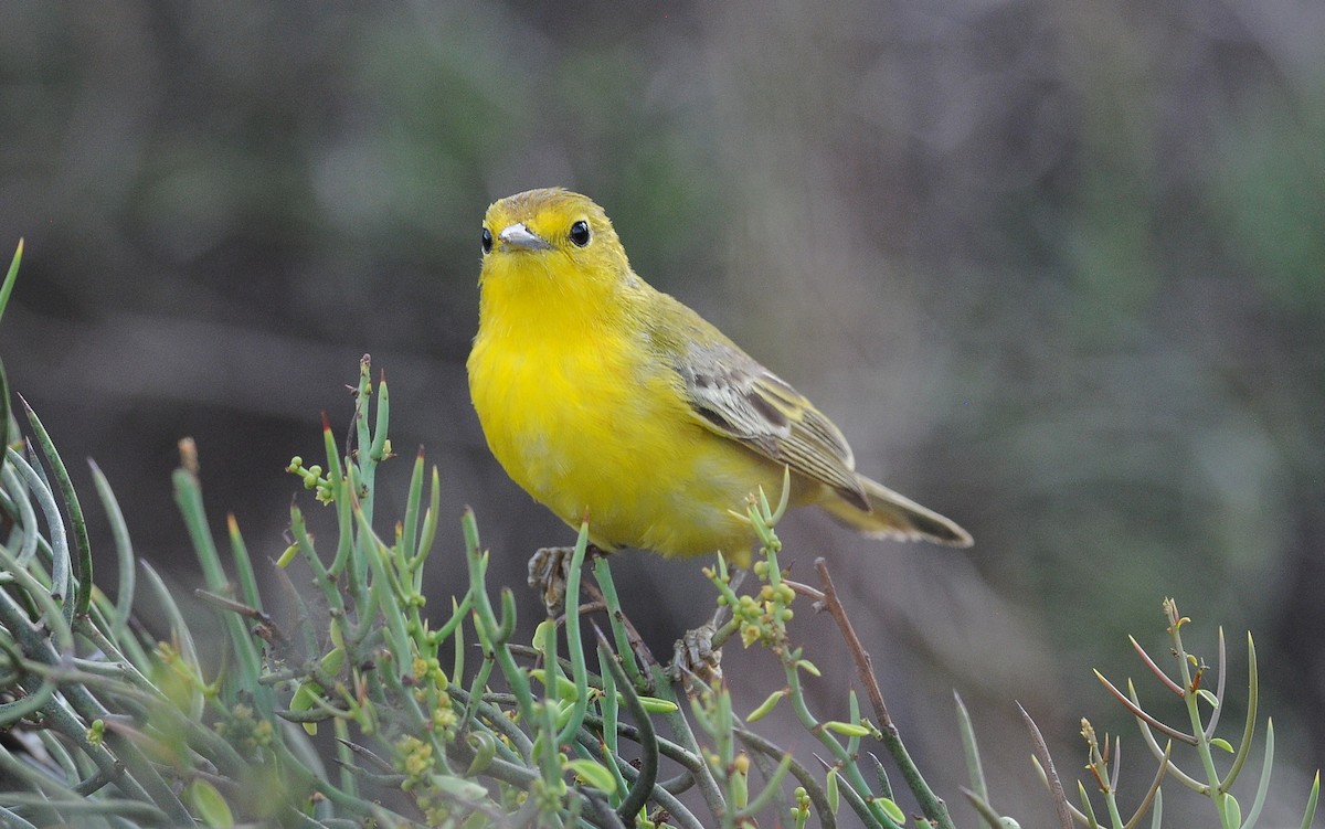 Northern/Mangrove Yellow Warbler - ML303989761