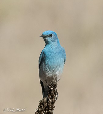 Mountain Bluebird - ML303990281