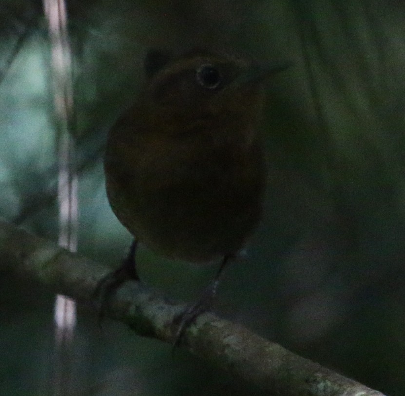 Rufous-browed Wren - ML30399331