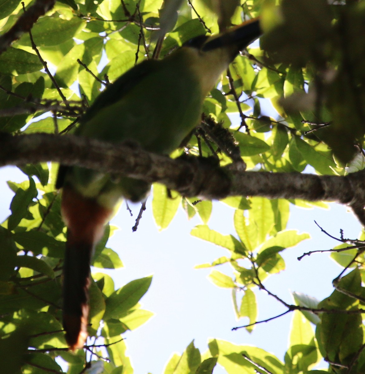 Northern Emerald-Toucanet (Emerald) - ML30399381