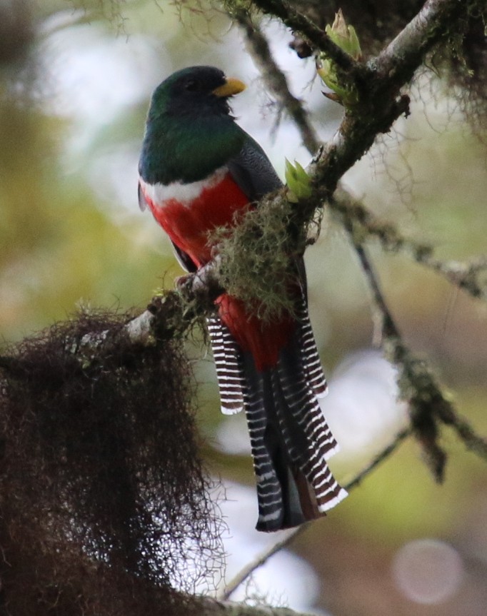 trogon límcový - ML30399451