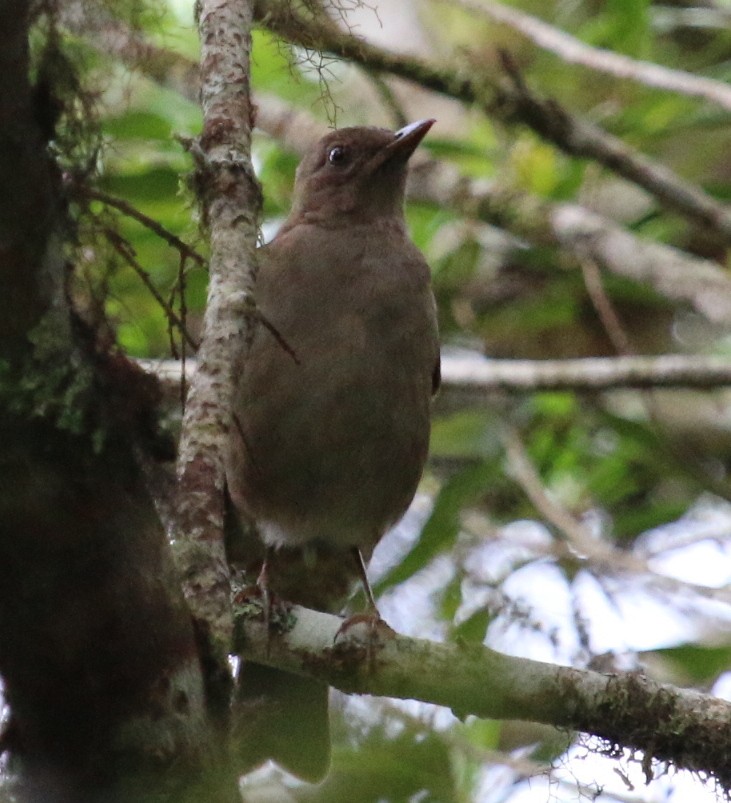 Mountain Thrush - ML30399491