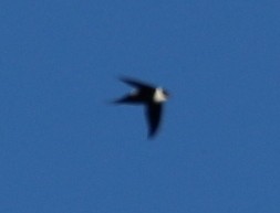 Great Swallow-tailed Swift - Jacob C. Cooper