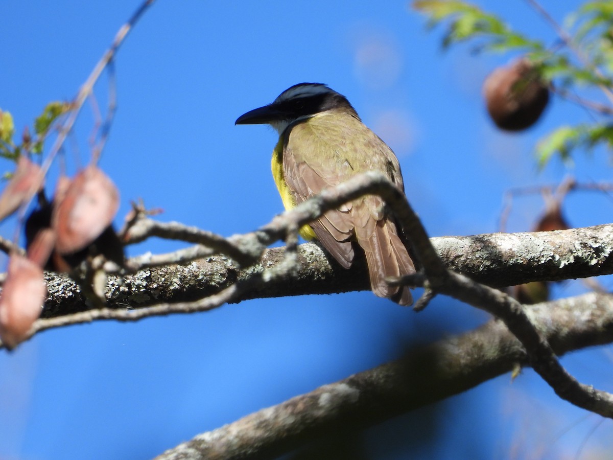 Boat-billed Flycatcher - ML303995441