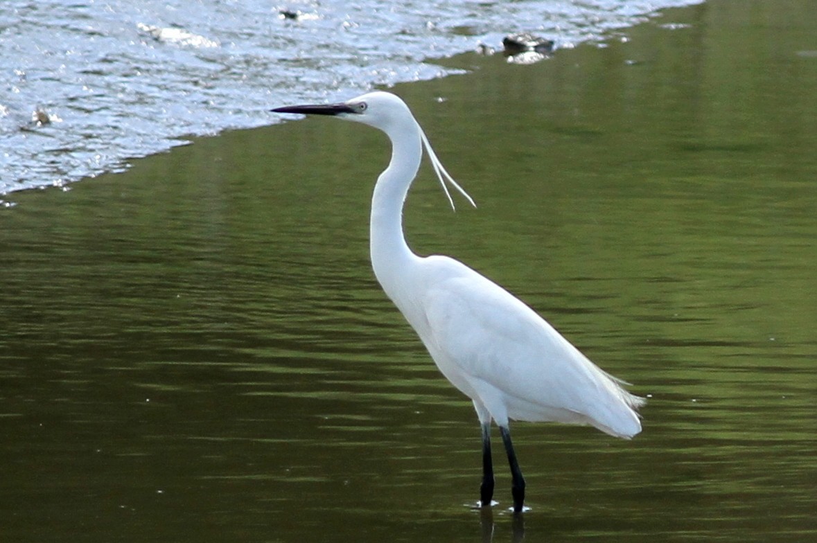 Little Egret - Kevin McGowan