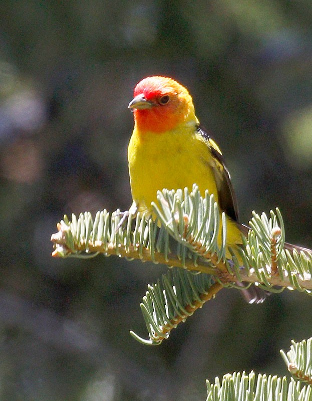 Western Tanager - ML303995821