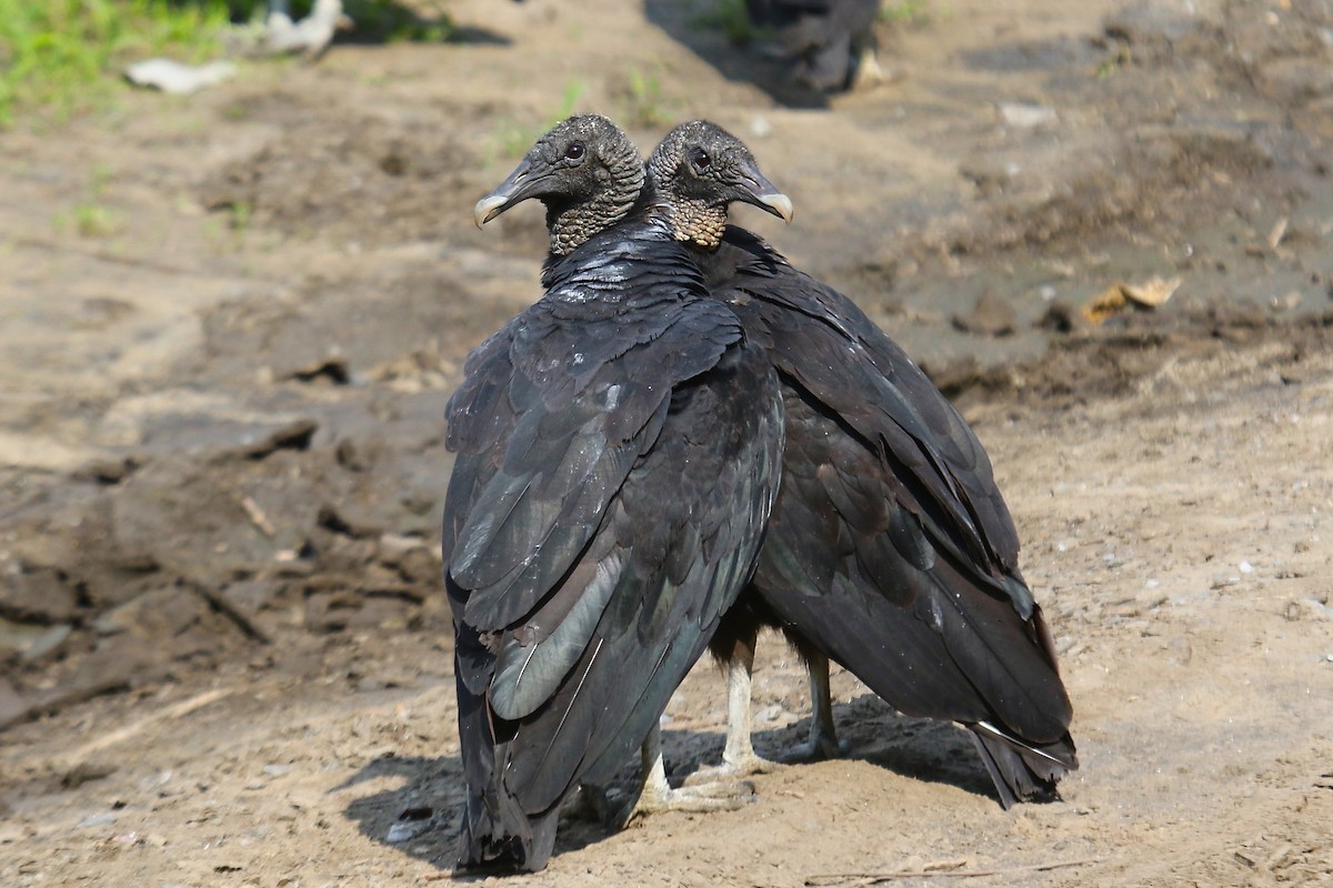 Black Vulture - Tom Amico