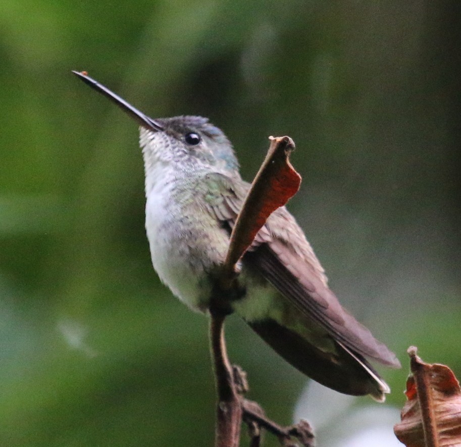 Azure-crowned Hummingbird (Azure-crowned) - Jacob C. Cooper