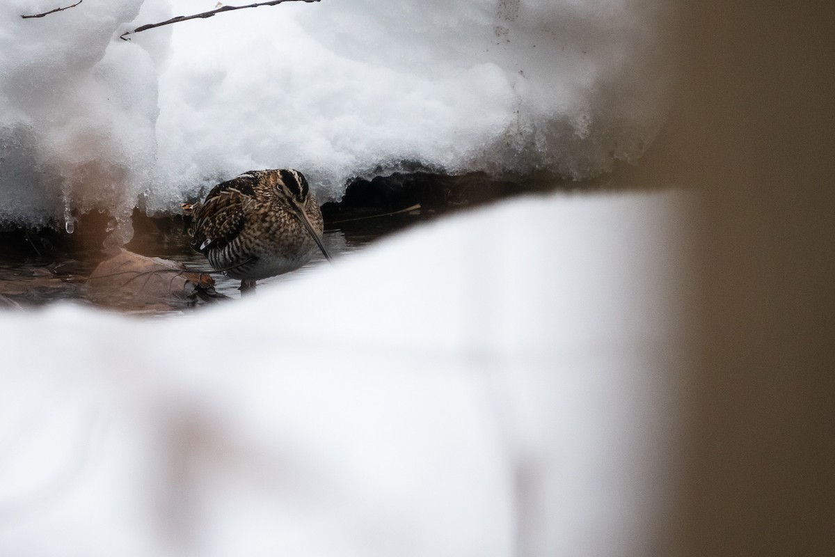 Wilson's Snipe - ML304004281