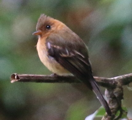 Хохлатый мухолов (phaeocercus/tenuirostris) - ML30400511